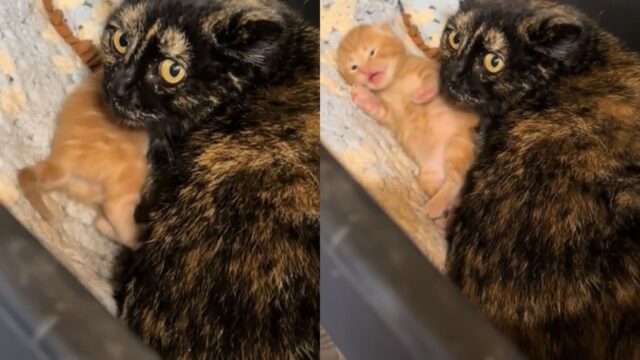 자신의 차고로 멋대로 이사 온 ‘고양이 가족’ 받아준 여성