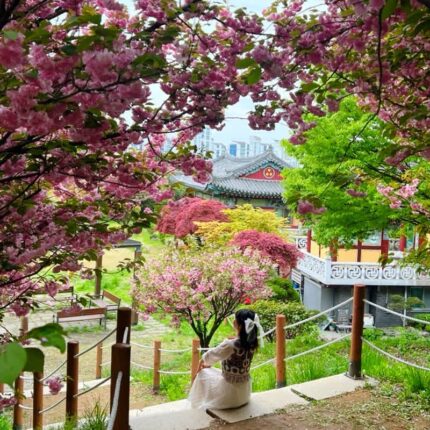경기도 용인 겹벚꽃명소 개화시기 데이트 드라이브코스 3