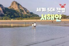 서해안 갯벌 6곳 추천, 세계 5대 갯벌에 속하는 우리나라 지질 생태계의 보고
