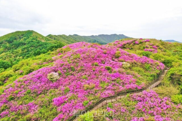 천상의 정원에서 즐기는 꽃분홍 향연 ‘지리산 운봉바래봉 철쭉제’