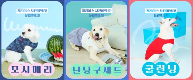 댕댕이 가족 주목! BYC ‘개리야스’ 쿨웨어 사전예약 개시!