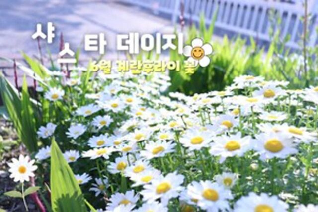 샤스타데이지 명소 TOP 6 인생샷 보장하는 순백의 6월 꽃