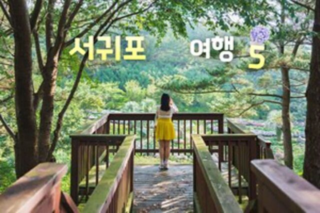 서귀포 가볼 만한 곳 TOP 5 여름꽃과 신비의 폭포가 살아있는 6월 여행지