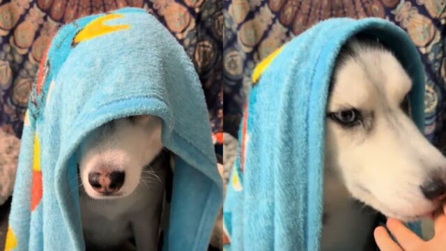 아침에 일어나기 싫어 담요 밖으로 나오지 않는 허스키..주인이 내민 비장의 뇌물