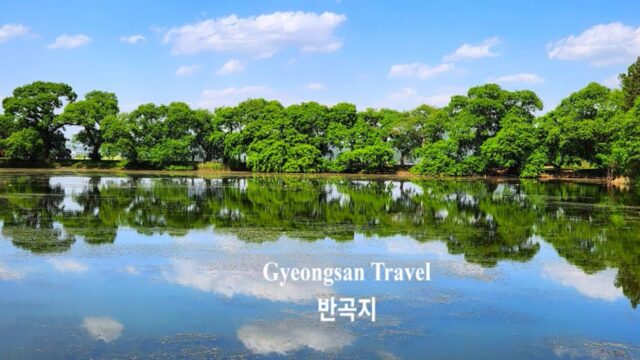 대구 인근 가볼만한 곳 경산 반곡지 사진 찍기 좋은 녹색 명소