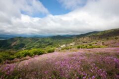 29회 황매산철쭉제 개최, 진분홍 물결의 철쭉…황매산을 물들여