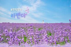 라벤더 명소 TOP 9 은은한 보랏빛 향기가 감도는 초여름 라벤더 보기 좋은 장소 추천
