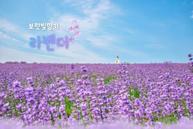 라벤더 명소 TOP 9 은은한 보랏빛 향기가 감도는 초여름 라벤더 보기 좋은 장소 추천