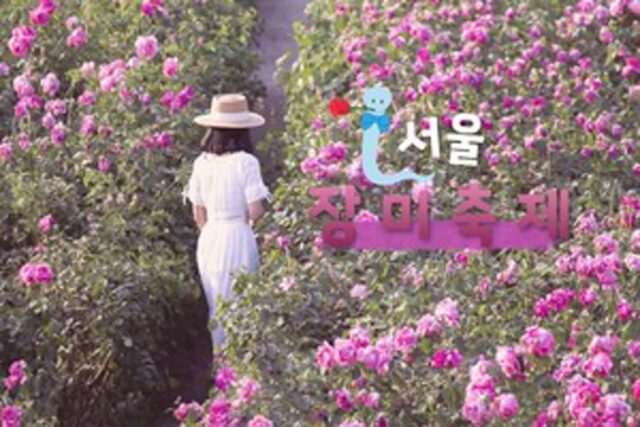서울 장미 축제와 함께하는 로맨틱 서울 장미 명소 BEST 5