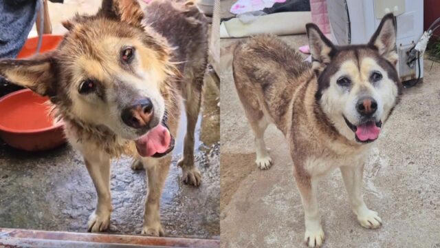 7년간 한 번도 옥상에서 나와본 적 없는 강아지..’시간 얼마 안 남아’