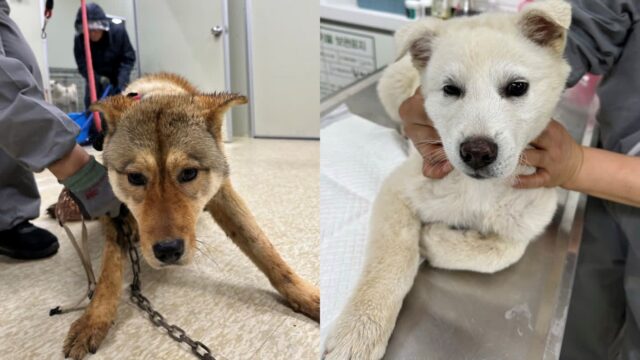 12마리 학대견 죽고 사라지고…남은 4마리 보호소 입소