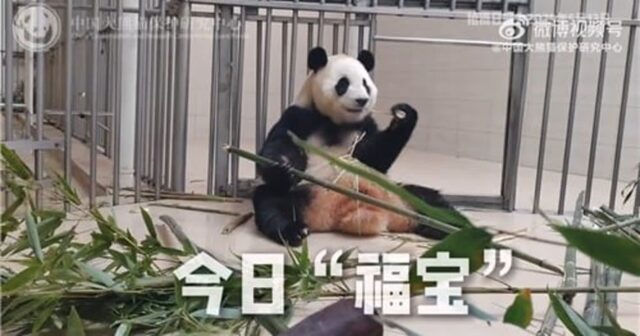 ‘구토·설사’ 푸바오 건강 이상설에… 中판다센터 “정상 상태” 해명