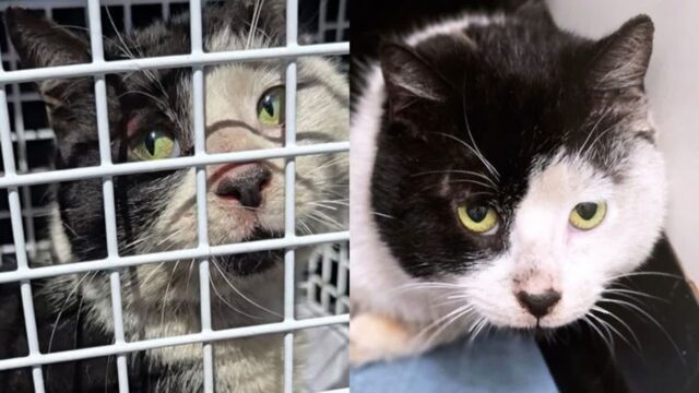 쓰레기 처리장에서 어둠 속에 고립된 고양이 구출 “3일간 갇혀 있었을 것”