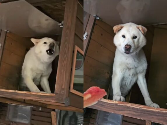 배송 갈 때마다 짖는 풍산개에게 ‘비장의 무기’ 사용한 기사님 “짜잔”
