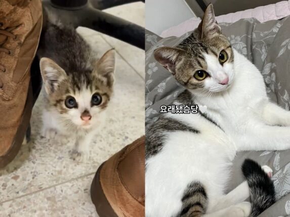 군부대 철조망 앞에 나타난 새끼 고양이..’충성! 나를 키워라옹!’