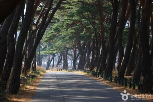 [청도가볼만한곳] 감와인과 역사 명소 탐방