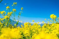 “봄꽃처럼 화사한” 여름에 피는 꽃 4 (+꽃말, 개화시기, 보기 좋은 곳)