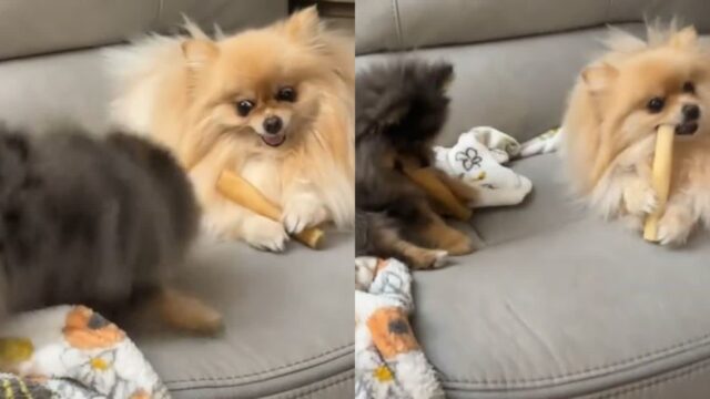 형제가 갖고 있는 맛난 뼈에 집착한 포메라니안 ‘남의 떡이 더 커 보여’