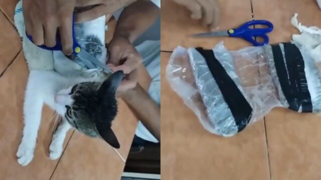 옆구리에 수상한 물건 매달고 ‘교도소’ 들어온 고양이 생포..’마약 운반책’