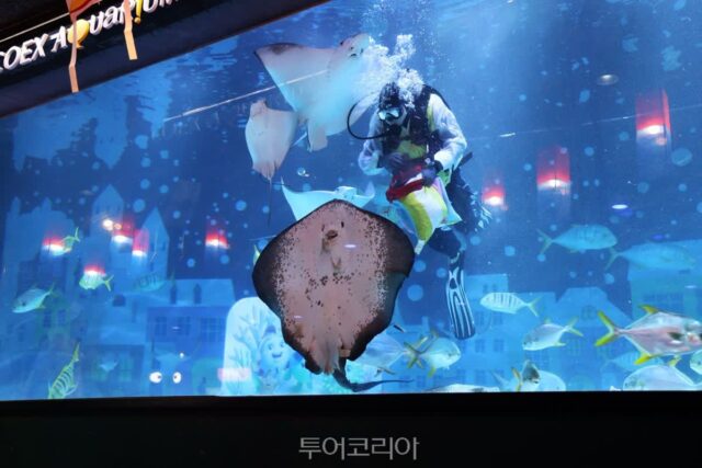 코엑스 아쿠아리움 실내 바다 체험과 맛집 추천