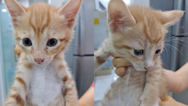 대구 상가 건물에 박스째 유기된 고양이 8형제..동시 보호소 입소