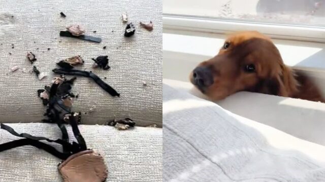 주인 샌들 산산조각 찢어놓고 소파 뒤에 숨은 리트리버 ‘용서해 주세요’