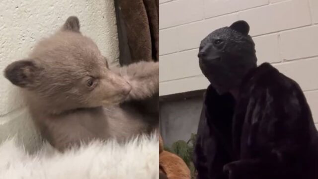 엄마 곰에게 버림받은 아기곰 잘 키우기 위해..곰으로 분장한 인간