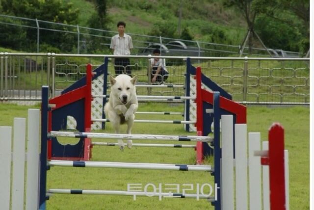 진돗개로 유명한 ‘진도’에서 꼭 가볼만한 곳 4