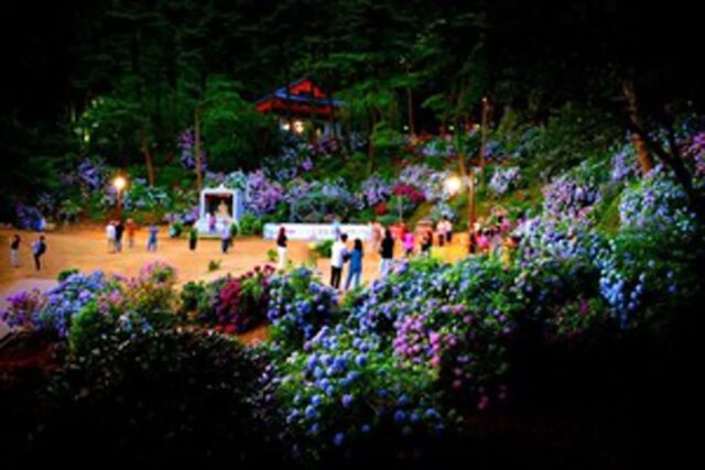 부산 명소 5 여름을 알리는 수국 보기 좋은 부산 명소 추천