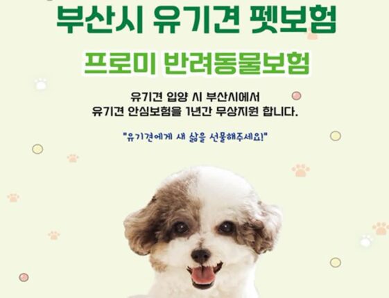 부산시, 유기견 입양하면 1년간 펫보험 무료 지원한다…’1천만 원 한도 내 보장’