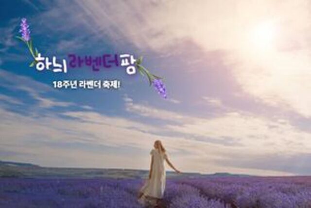 초여름, 한국의 홋카이도! 고성 하늬라벤더팜에서 만나는 18주년 라벤더 축제!