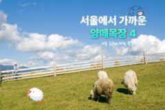 양떼목장 TOP 4 초원 위의 하얀 솜뭉치와 인절미, 서울 근교 힐링 여행 추천