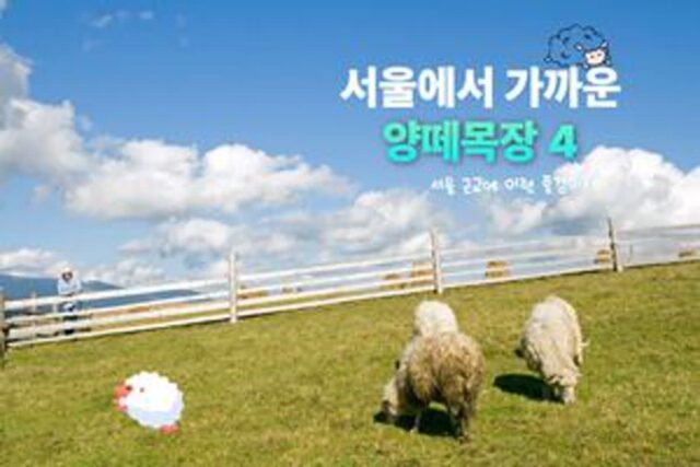 양떼목장 TOP 4 초원 위의 하얀 솜뭉치와 인절미, 서울 근교 힐링 여행 추천