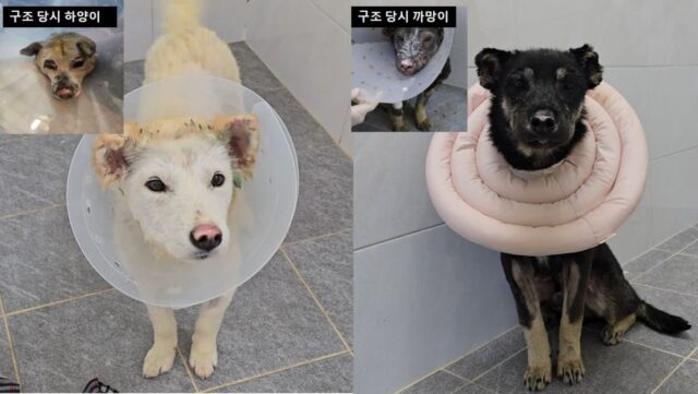 경기도, 경북 산불서 구조된 반려견 56마리 입양 준비 완료…”새 가족 찾아요!”