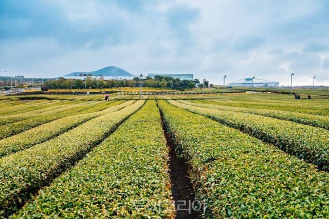 차분한 제주를 걷다, 6월 추천 여행지 정리