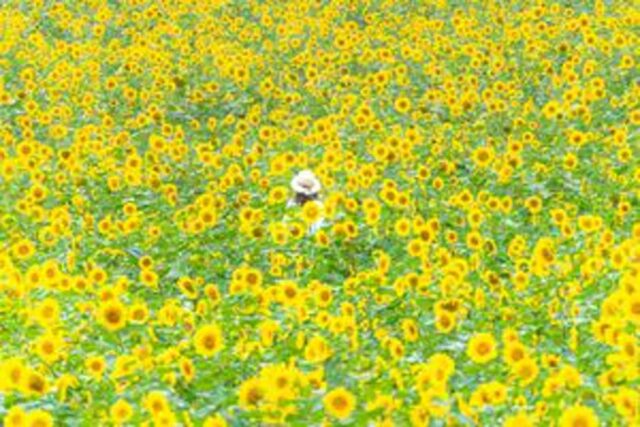 해바라기 명소 TOP 7 해바라기 보기 좋은 곳 추천, 사진 한 장에 인생 체인지