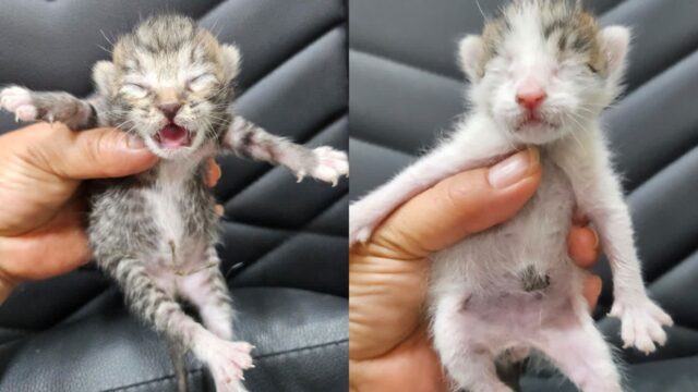 눈도 못 뜬 고양이들을 도심 주택가에 상자 유기..보호소에서 살아남기 힘들어
