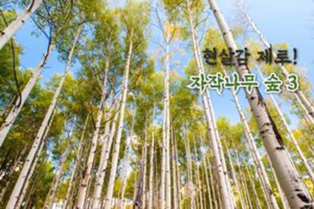 영화 속으로 빨려 들어온 것 같은 자작 나무 숲 3선