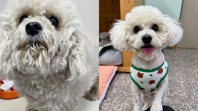 미용만 했을 뿐인데 ‘깜짝’ 변신한 강아지..’가족만 찾으면 완벽’