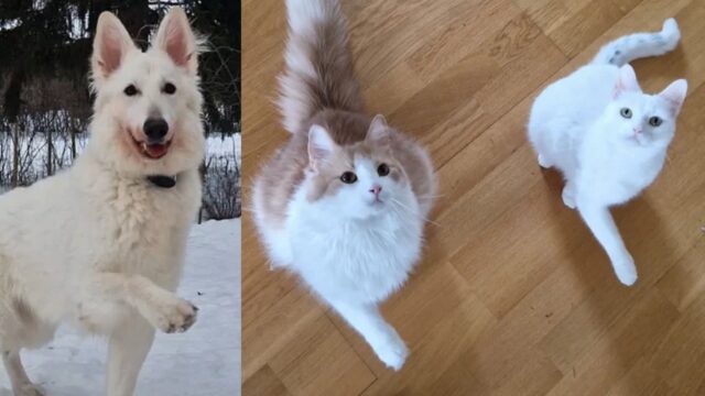 강아지와 고양이가 같이 크면…무언가 요구할 때마다 똑같은 행동