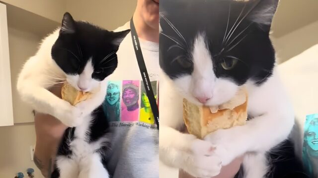 빵 훔친 고양이 잡았더니 반성 없이 극대노..’방귀 뀐 놈이 성냅니다’