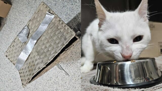 복면으로 얼굴 가린 남성..고양이 넣은 바구니 버리고 ‘줄행랑’