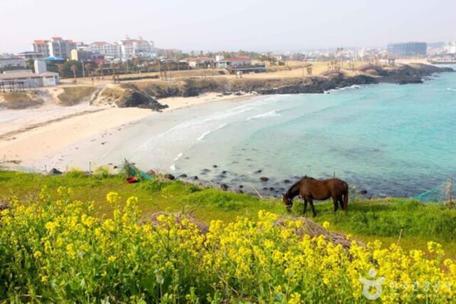 제주도 동쪽 어디 갈까 자연·체험 명소 정리