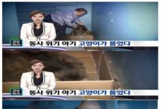아기를 구한 고양이