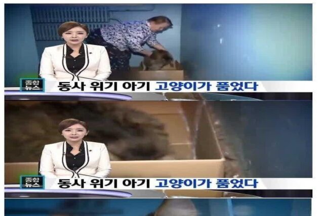아기를 구한 고양이