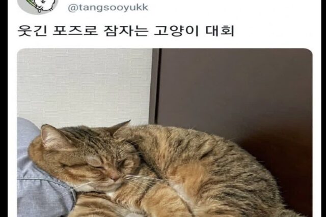 웃긴 포즈로 잠자는 고양이 대회