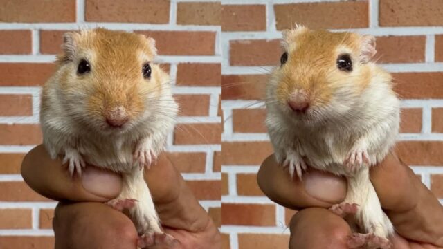 사육장째 버려진 ‘저빌’ 두 마리 보호소행, 많아야 5년 사는데…