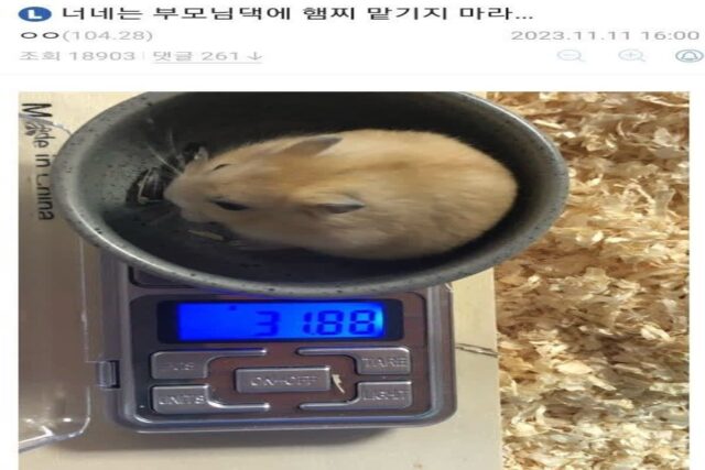 너네는 부모님댁에 햄찌 맡기지마라