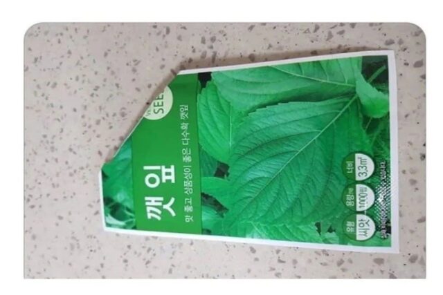 어느 성격급한 사람의 깻잎키우기