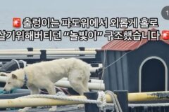 제주바다 위 홀로 있던 강아지 새로운 근황